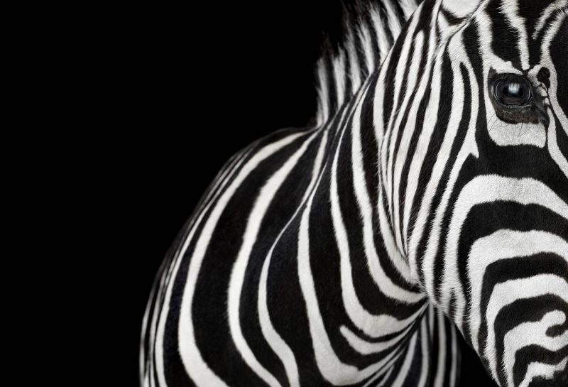Черно-белые картинки животных