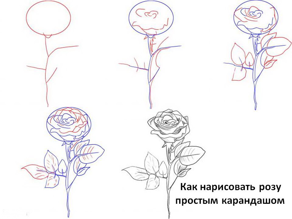 рисуем карандашом поэтапно на 8 марта