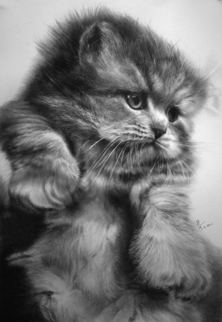 Котенок картинка чб