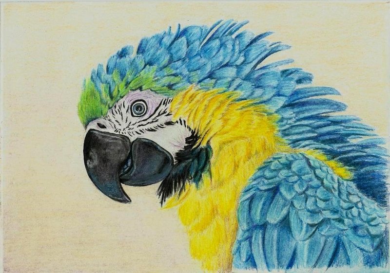Рисунки для срисовки цветными карандашами