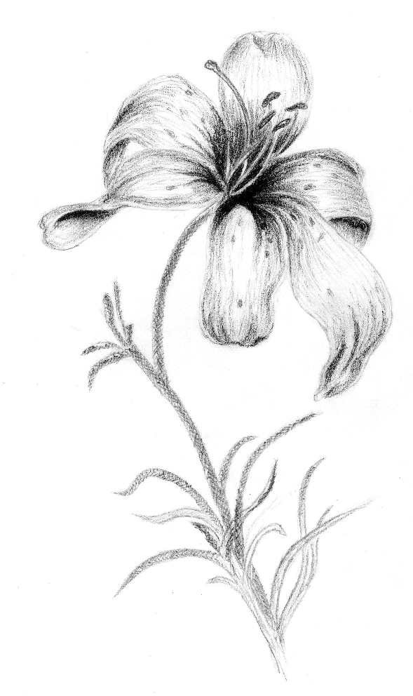 Карандаш рисунок цветы