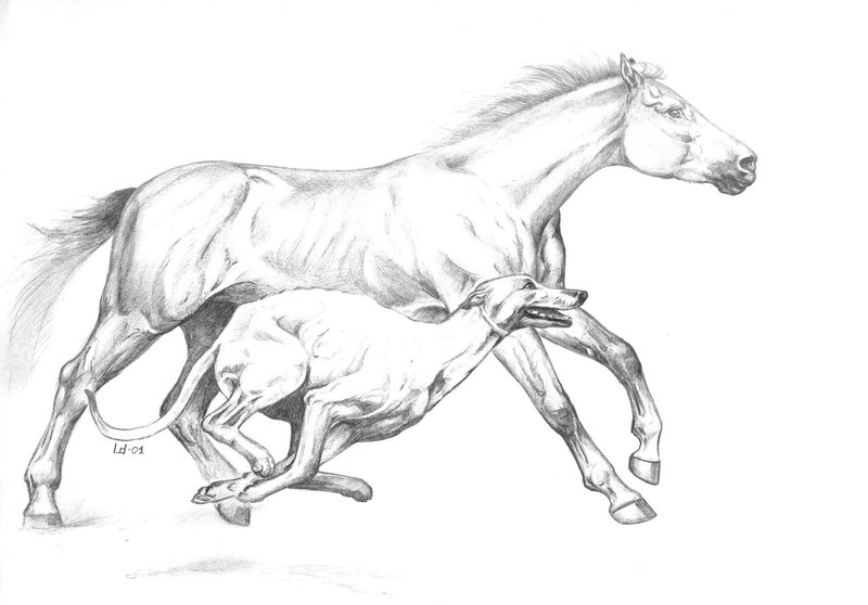 Лошадь: рисунок карандашом