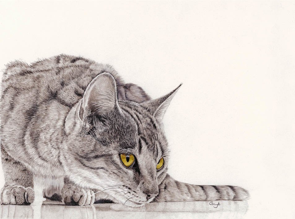 Кошка рисунок карандашом
