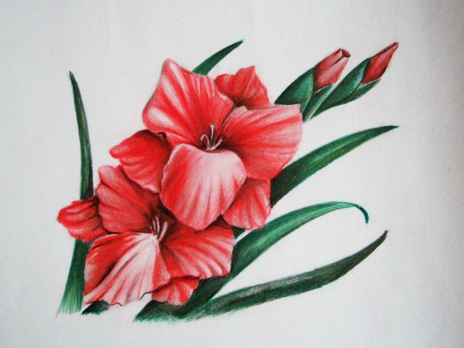 Карандаш рисунок цветы