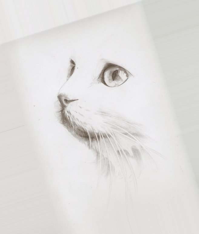 Белая кошка рисунок карандашом