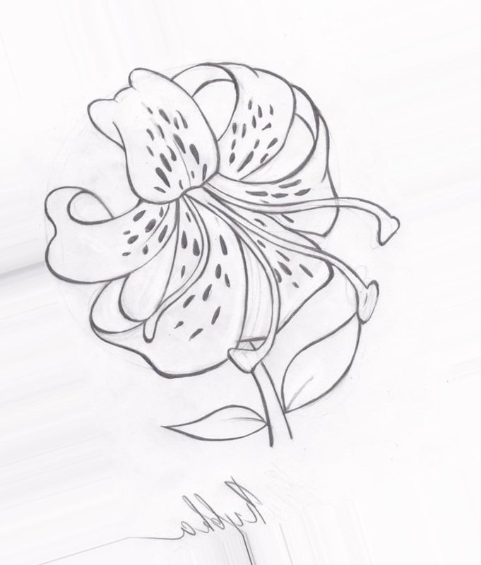 Рисунки цветов для срисовки карандашом