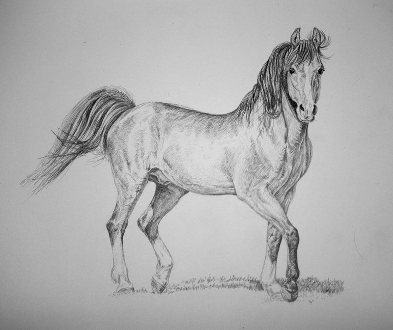 Лошадь: рисунок карандашом