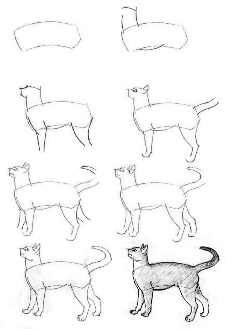 Пошаговый рисунок кота