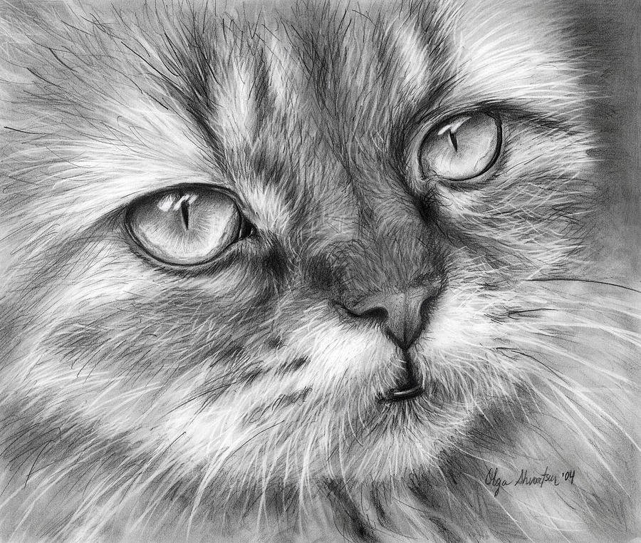 Как нарисовать реалистичную кошку