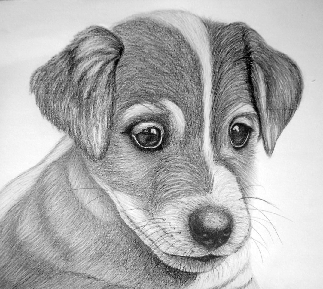 Картинки для срисовки. Рисунки карандашом. Собака карандашом. Собака рисунок карандашом. Щенок рисунок карандашом.