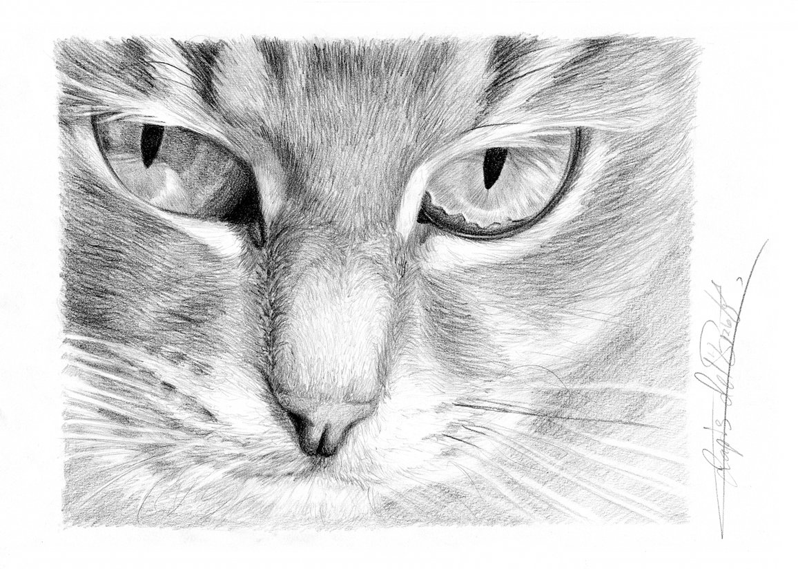 Лицо кошки нарисовать карандашом