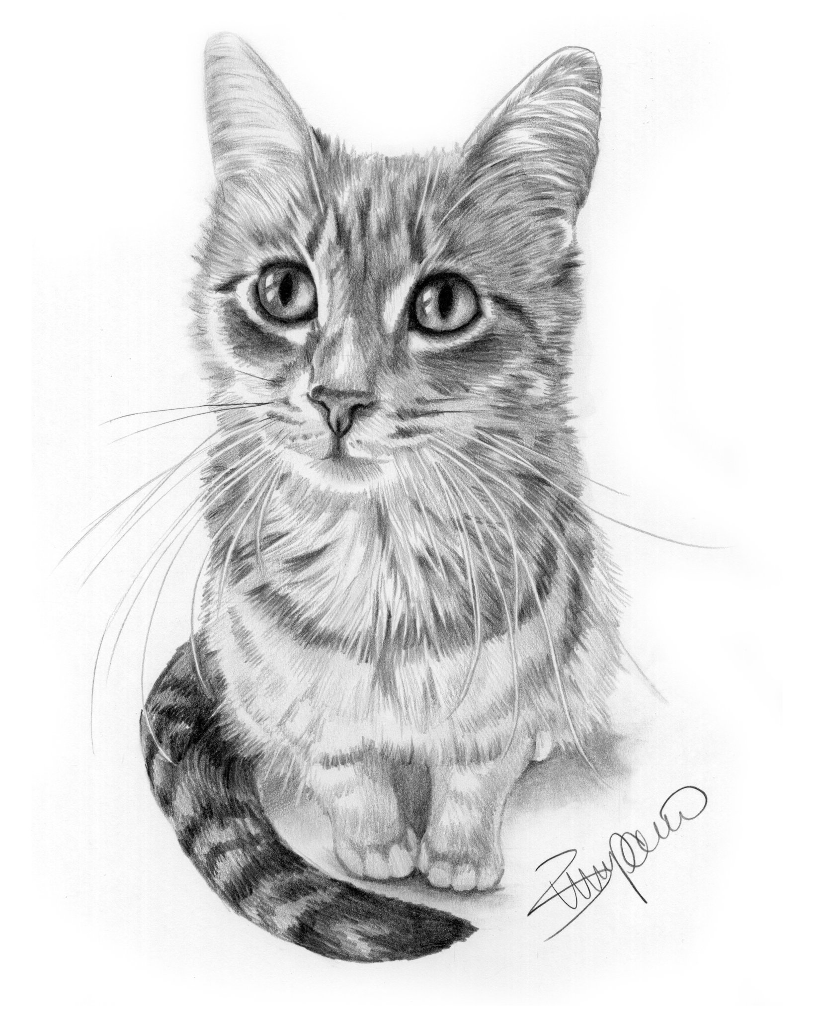 Рисунки для срисовки кошки карандашом