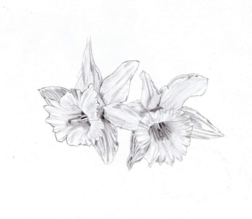 Карандаш рисунок цветы