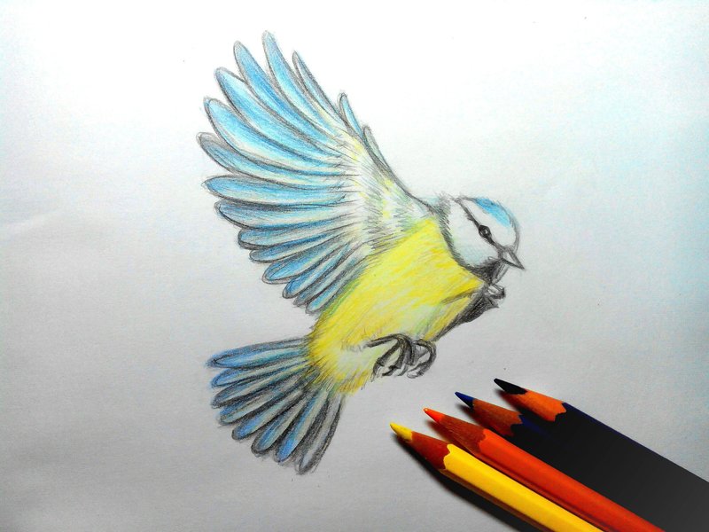 Рисунки для срисовки цветными карандашами