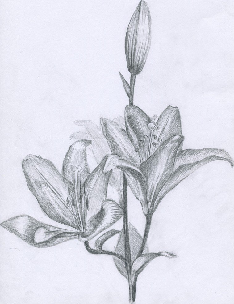 Карандаш рисунок цветы