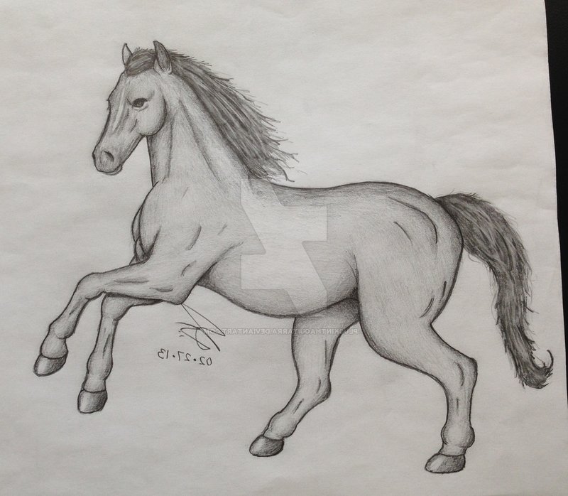 Лошадь: рисунок карандашом