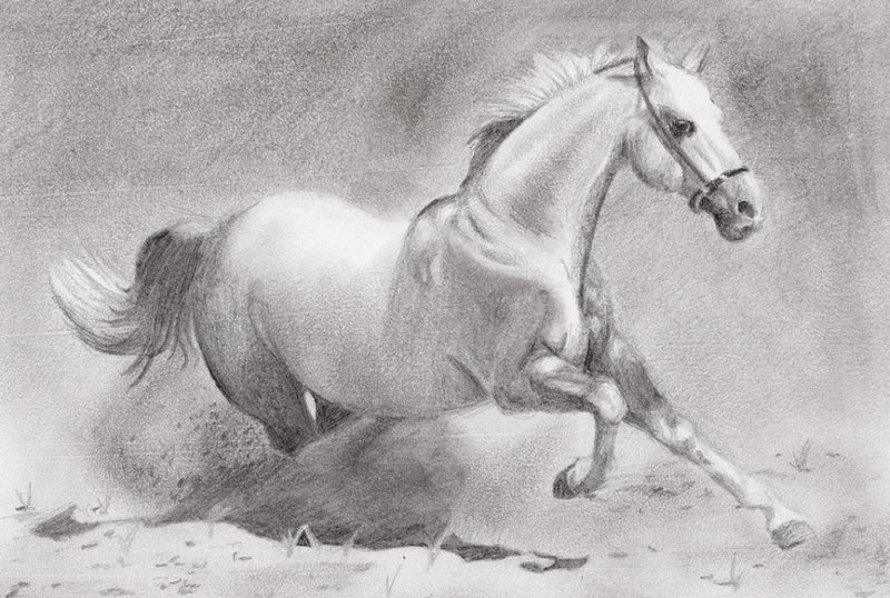 Лошадь: рисунок карандашом