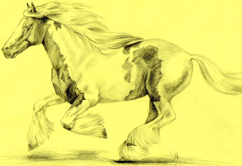 Лошадь: рисунок карандашом
