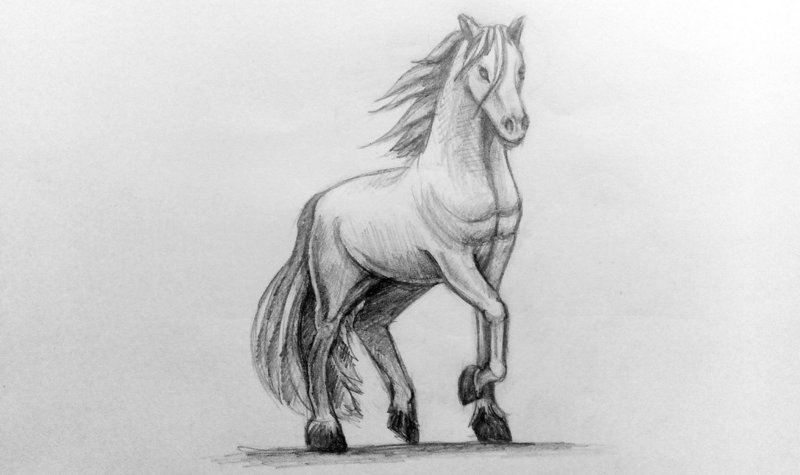 Лошадь: рисунок карандашом