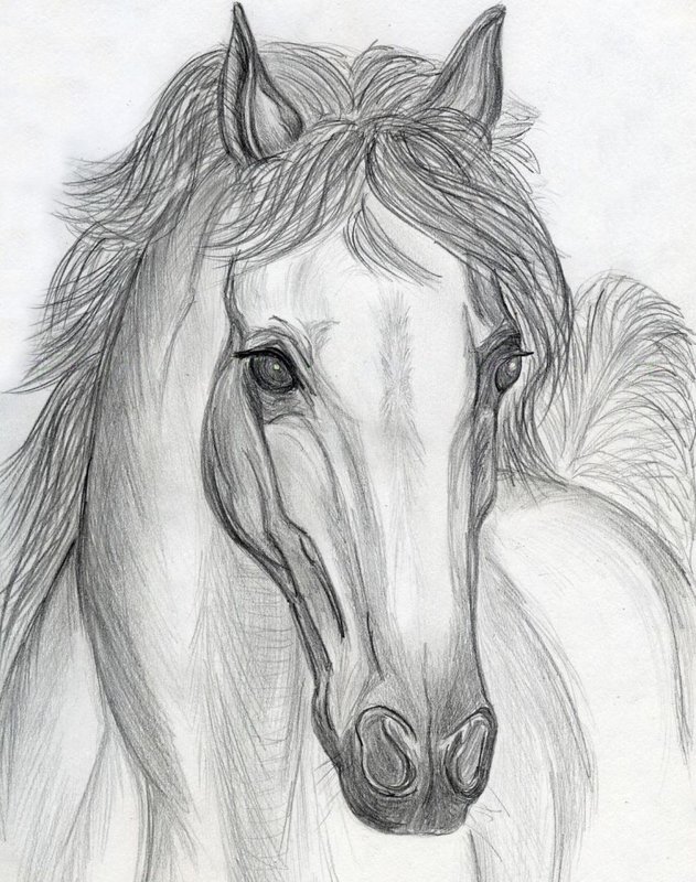 Лошадь: рисунок карандашом