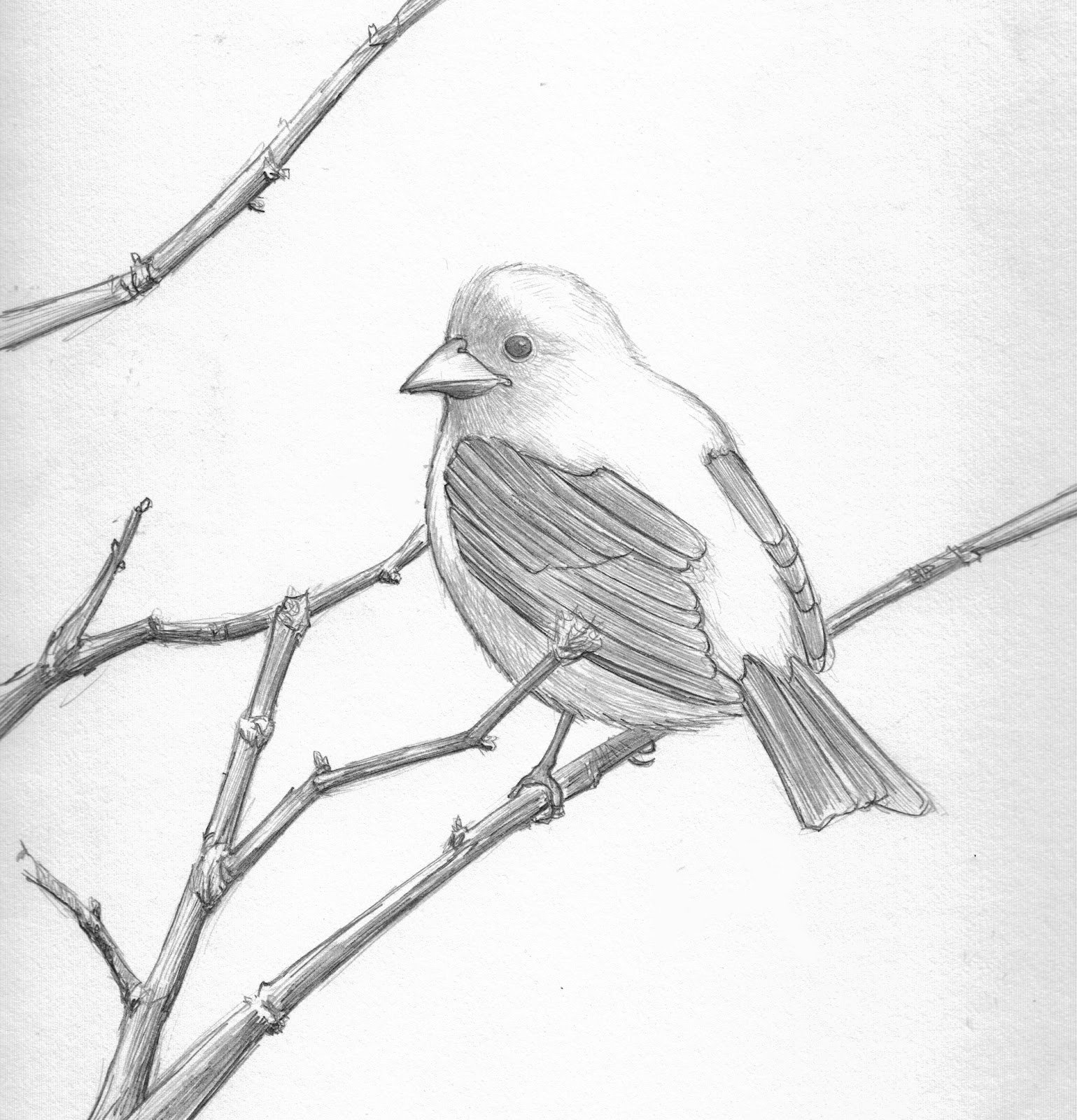 Рисунки птиц для срисовки легкие. Зарисовки птиц. Рисунок птицы карандашом для срисовки. Птица рисунок карандашом для детей. Соловей карандашом.
