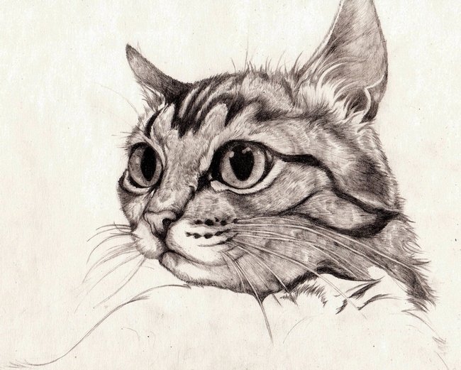 Рисунок кота голова карандашом