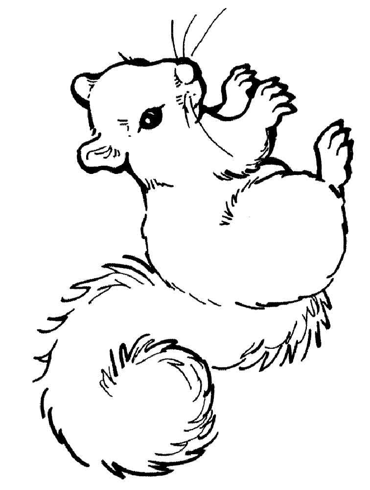 Белка рисунок раскраска