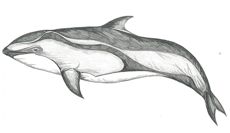Дельфин: рисунок карандашом