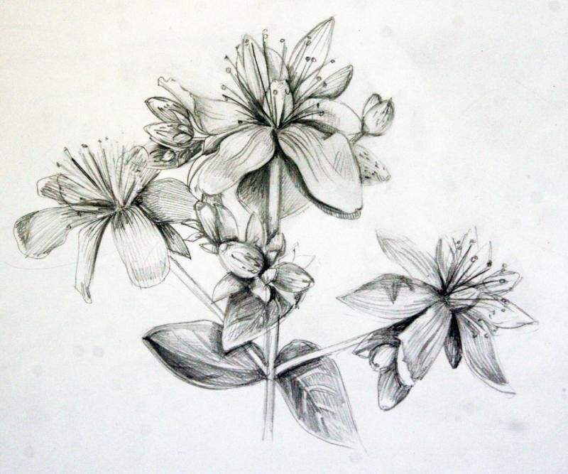 Карандаш рисунок цветы