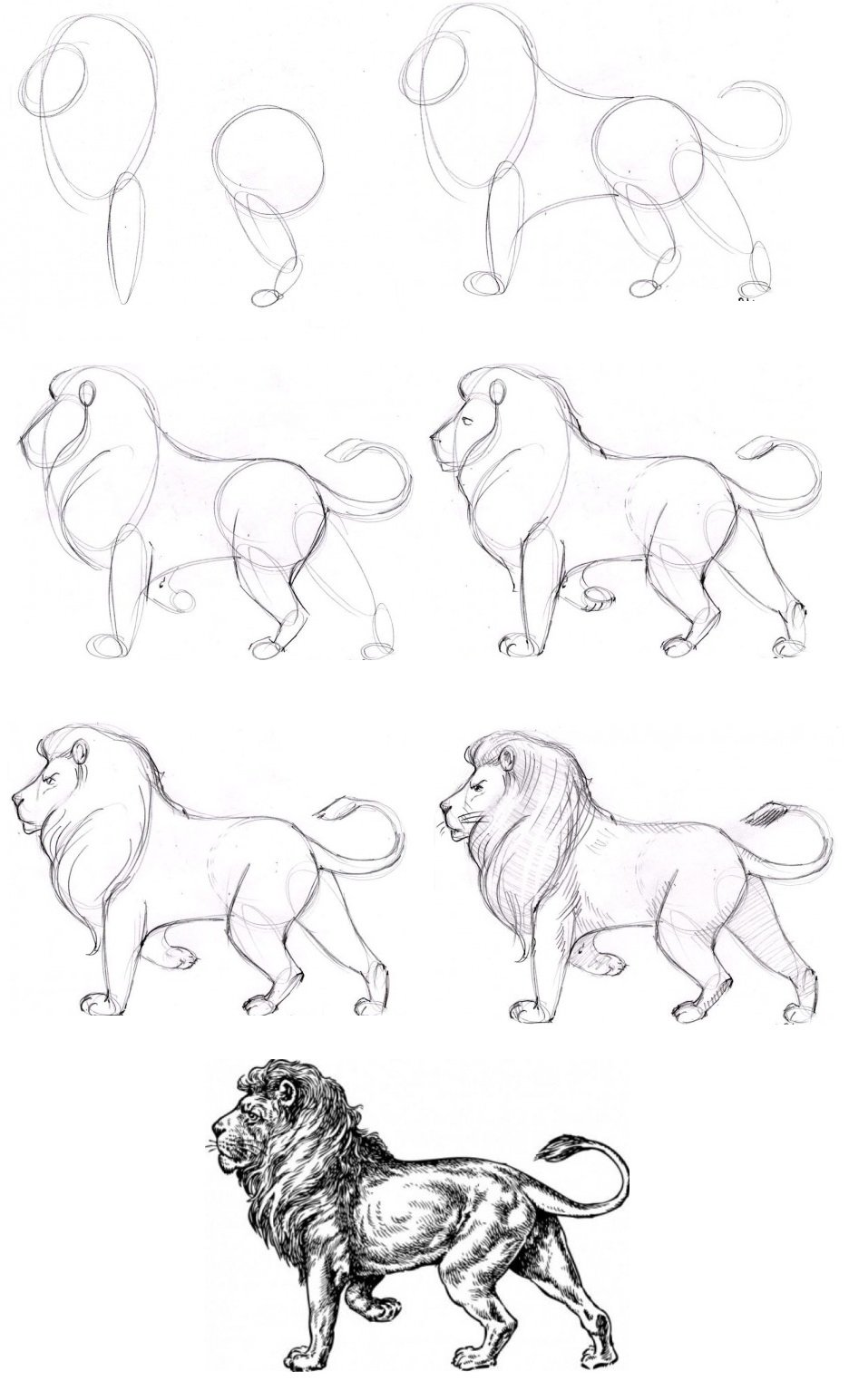 Красивые поэтапные рисунки для начинающих. Рисунки карандашом. Рисунки для начинающих. Наброски животных легкие. Рисунки животных для срисовки.