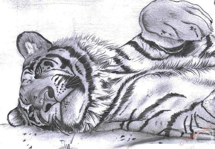 Тигры нарисовать карандашом