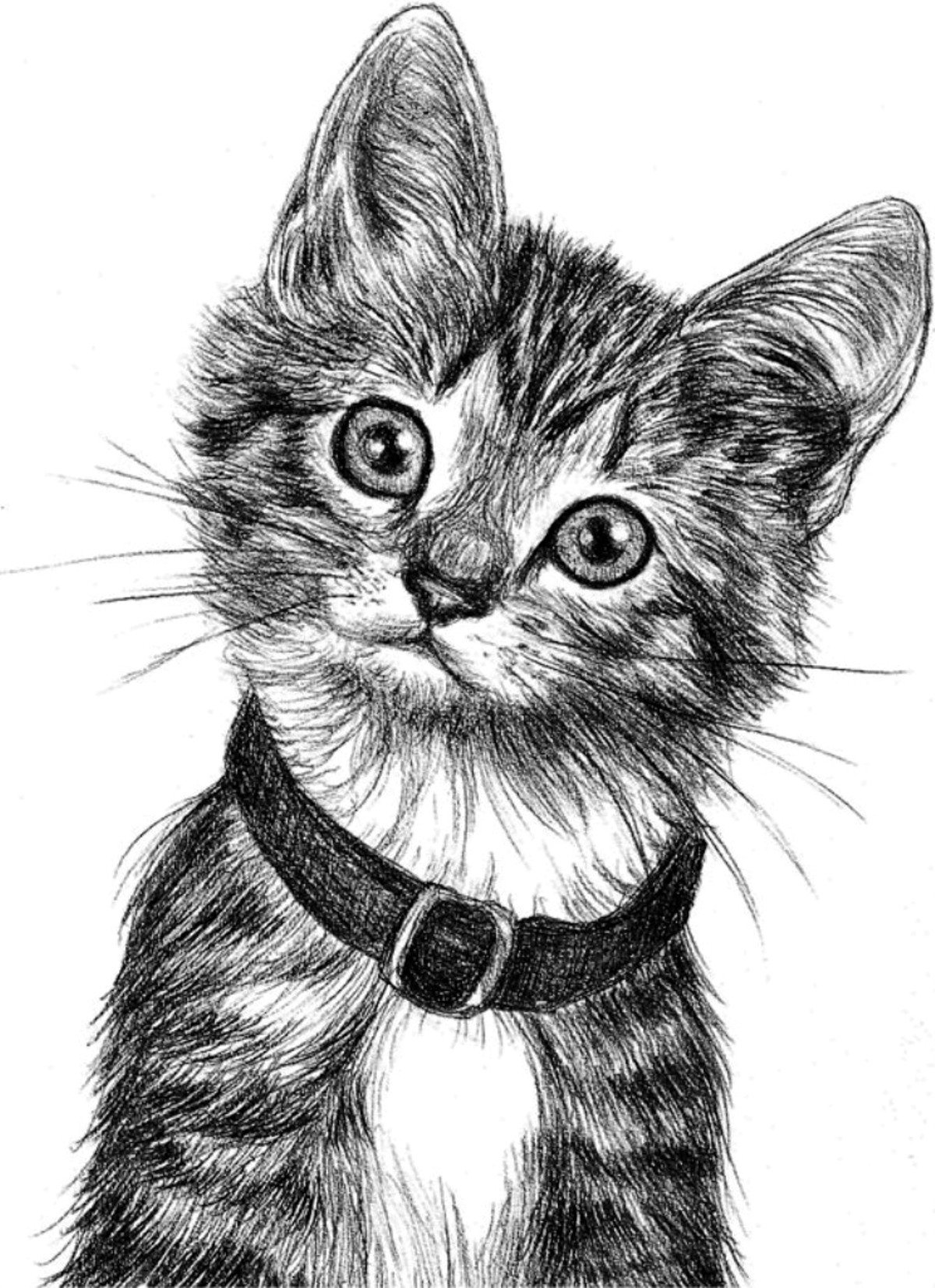 Pencil cats. Кот карандашом. Кошка рисунок. Кошка рисунок карандашом. Котёнок рисунок карандашом.