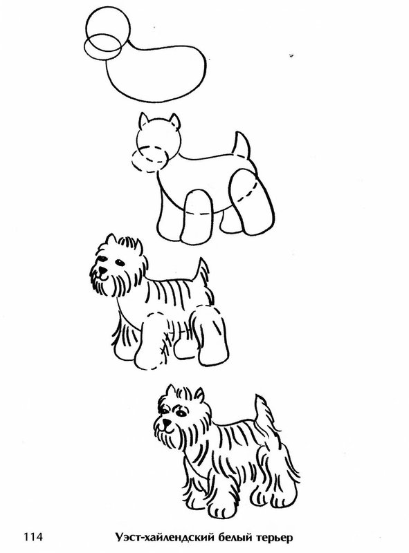 Рисунки карандашом собак