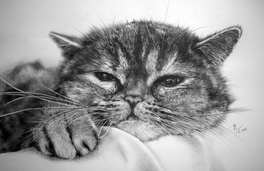 Коты рисунок чб