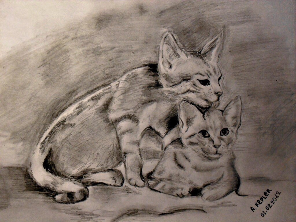 Рисунок два кота карандашом