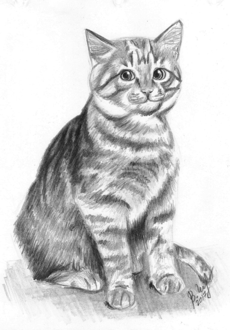 Нарисовать кота карандашом
