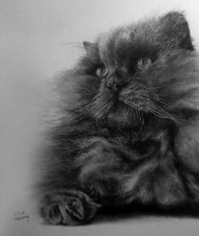 Кот углем рисунок