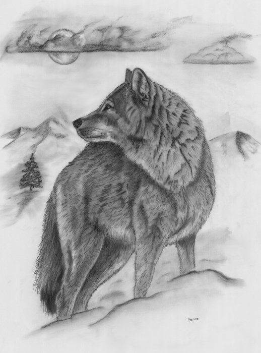 Рисунки волков карандашом