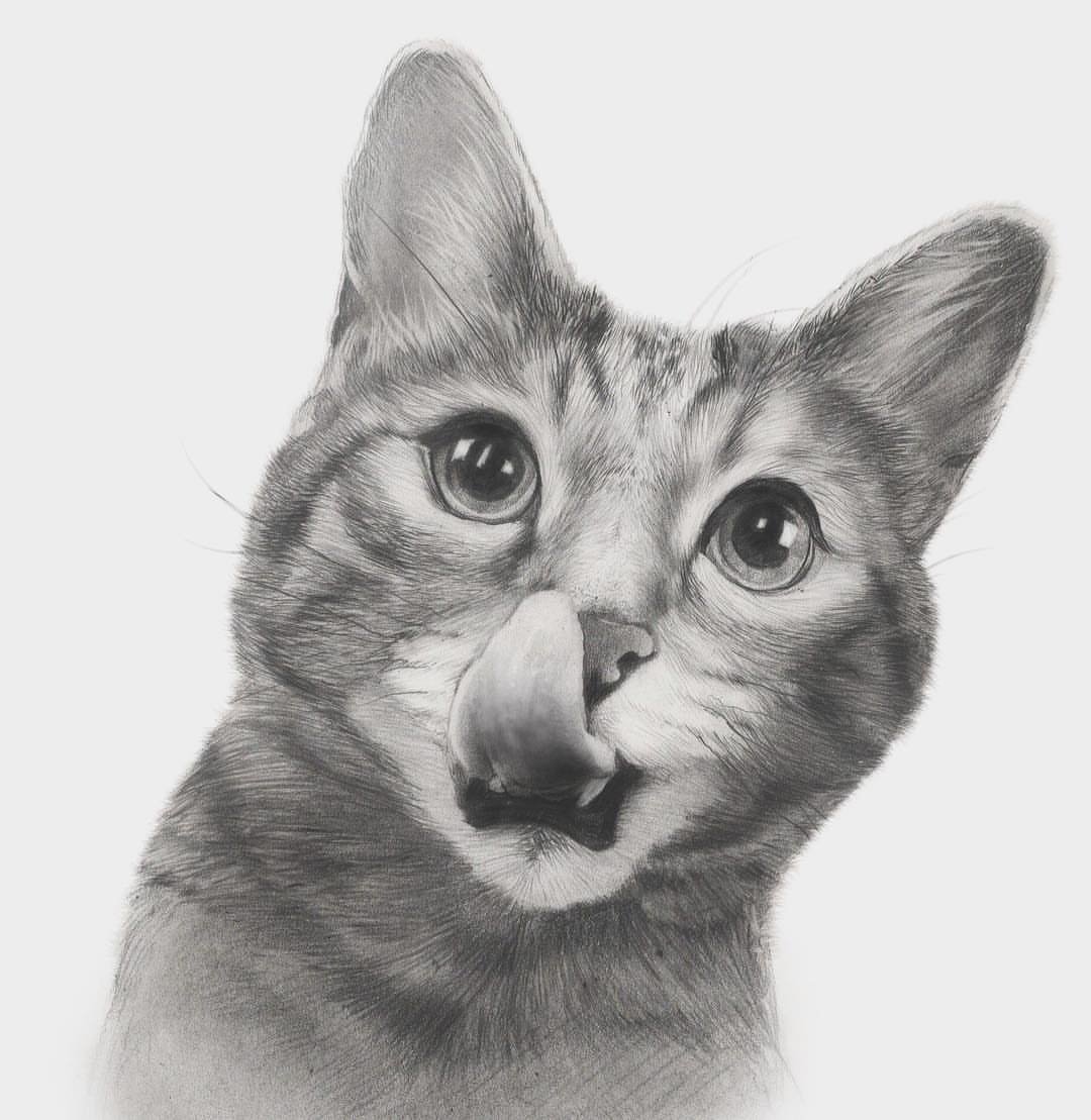 Котик облизывается рисунок