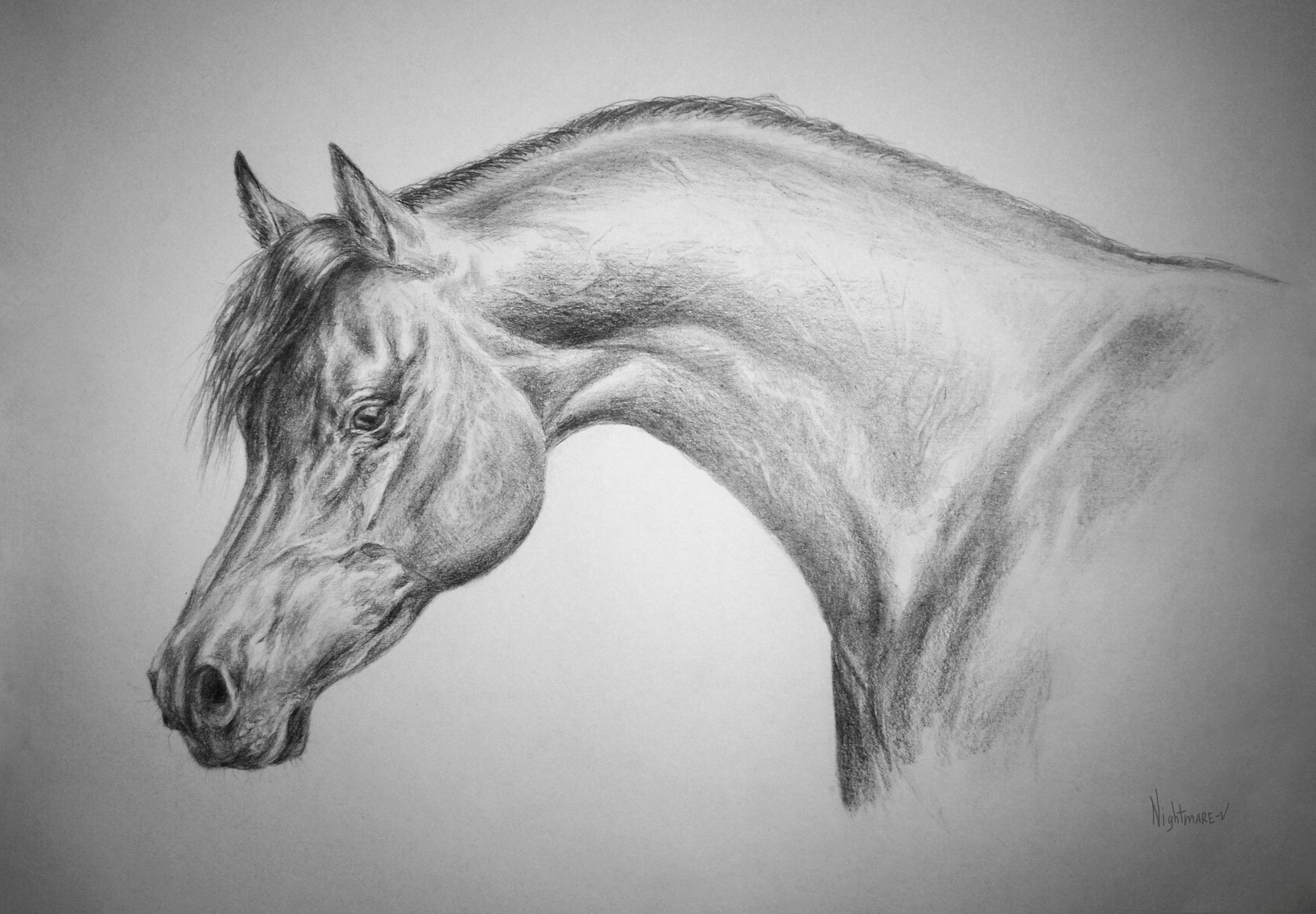 Срисовать рисунки. Красивые рисунки карандашом. Животные карандашом. Красивые рисунки лошадей карандашом. Красивые картинки для срисовки.