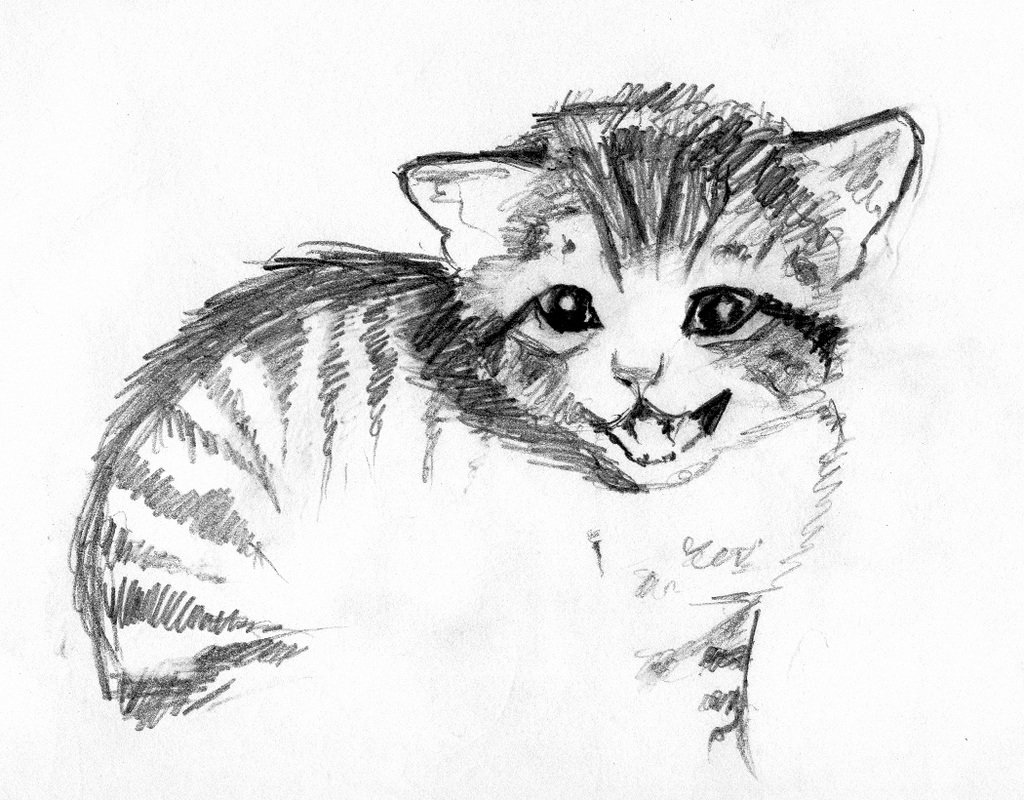 Картинки кошек рисовать. Кот карандашом. Кошка рисунок. Наброски котят. Кошка рисунок карандашом.
