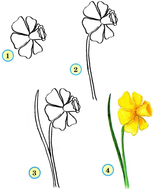 Как нарисовать цветы поэтапно?