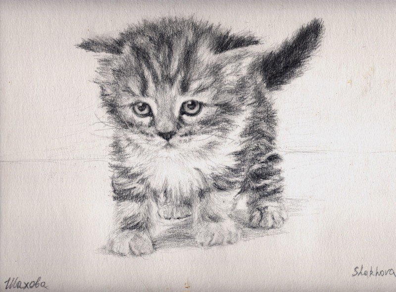 Как нарисовать маленького котенка карандашом