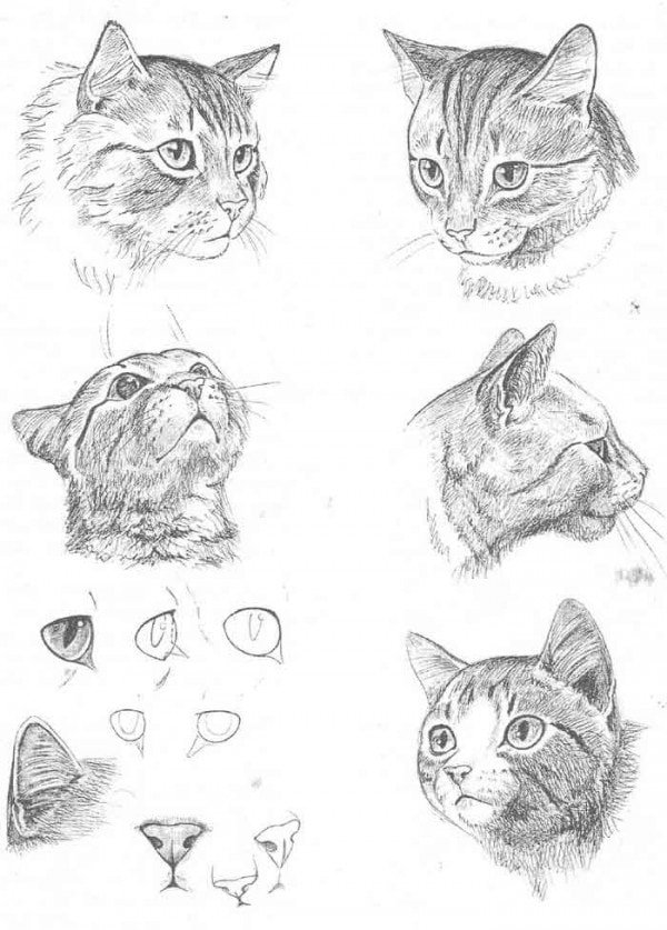 Рисунок кота голова карандашом