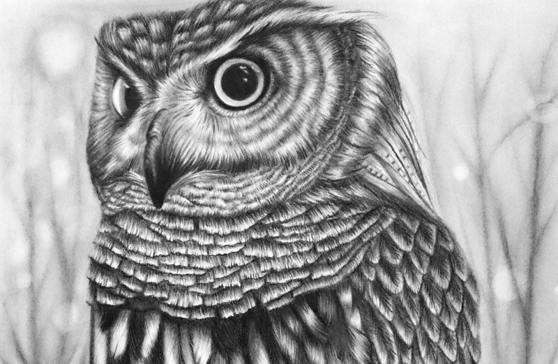 Рисунок карандашом: сова