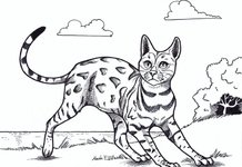 Красивые и лёгкие рисунки для срисовки