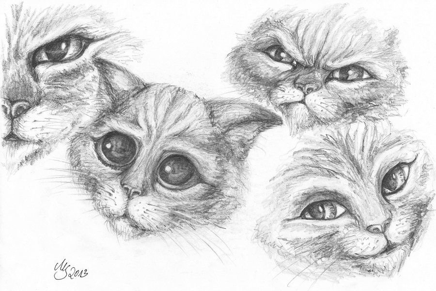 Рисунок кота из шрека карандашом