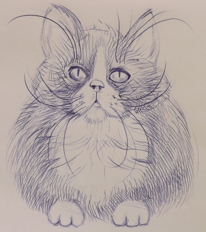 Рисунок карандашом кота