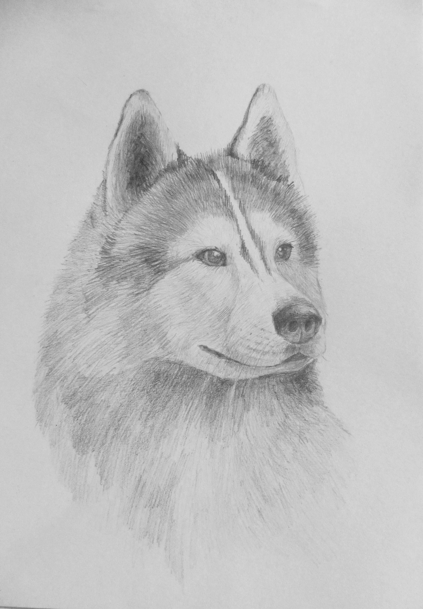 Рисунки животных карандашом