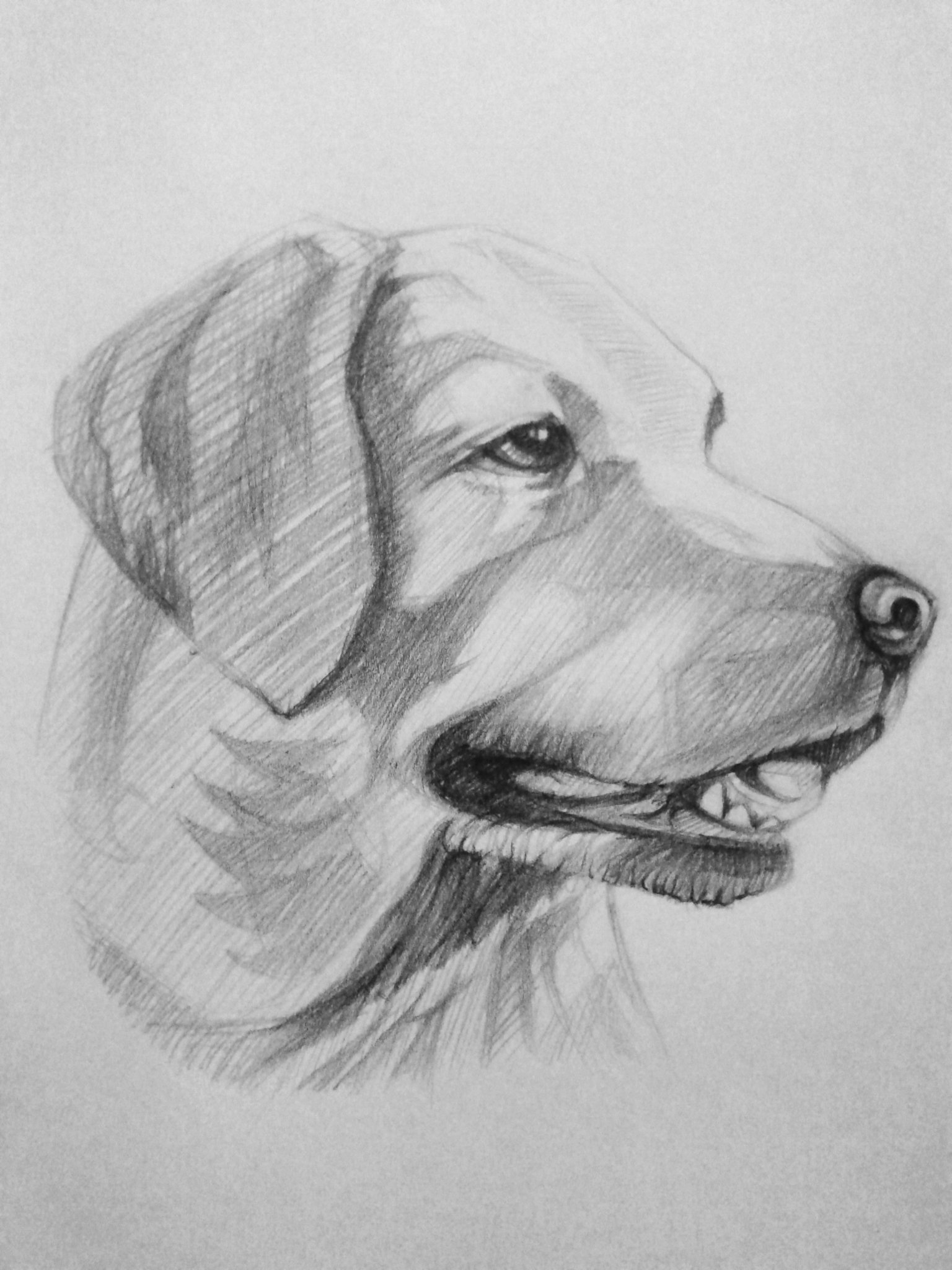 Нарисовать собаку карандашом легко и красиво. Рисунки карандашом. Животные карандашом. Картинки карандашом животные. Собака рисунок.